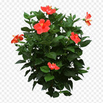 HIBISCUS