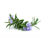 ROSEMARY EXTRACT