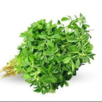 Methi (Fenugreek)