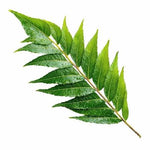NEEM