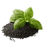 BASIL SEEDS
